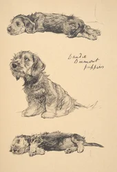 Dandie Dinmont Puppies, 1930, illustrasjoner fra skisseboken hans brukt til 